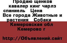 Продаю щенков кавалер кинг чарлз спаниель › Цена ­ 40 000 - Все города Животные и растения » Собаки   . Кемеровская обл.,Кемерово г.